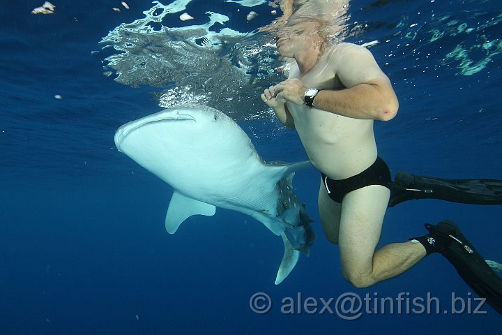 Whale_Shark-031.JPG - A swim by.. how close..?
